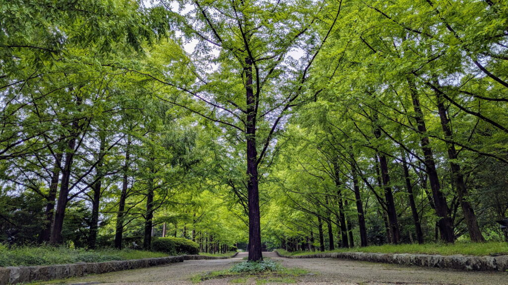 神戸市立森林植物園 メタセコイア並木
