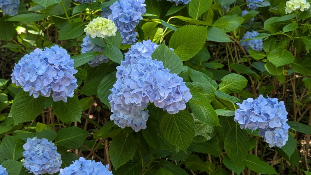 神戸市立森林植物園 あじさい坂