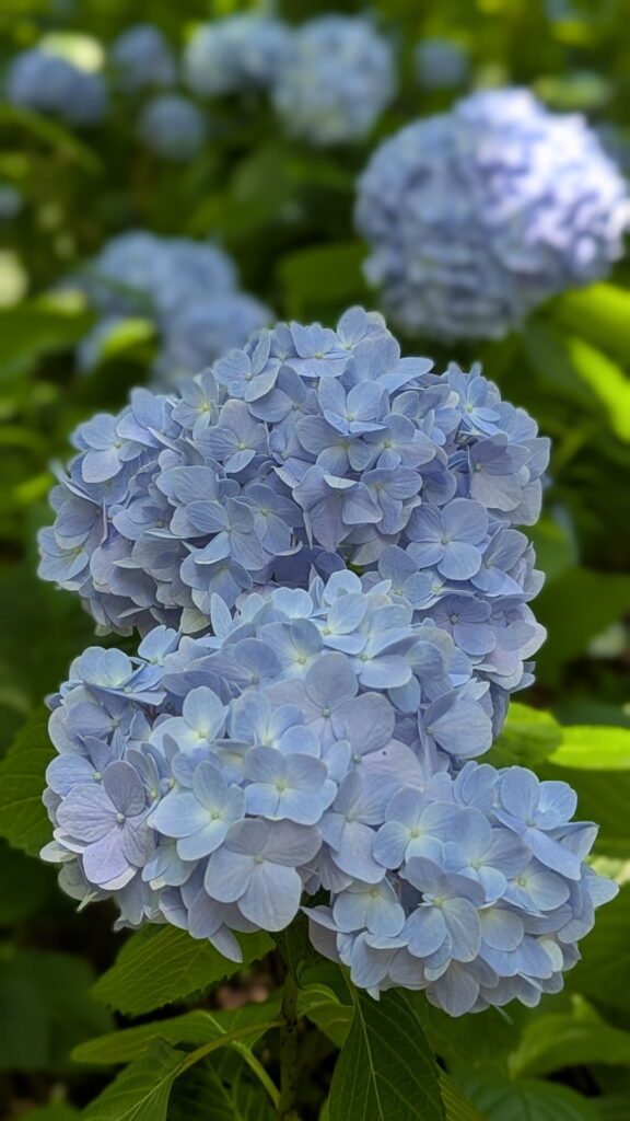 神戸市立森林植物園 あじさい坂