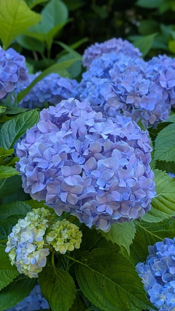 神戸市立森林植物園 あじさい坂