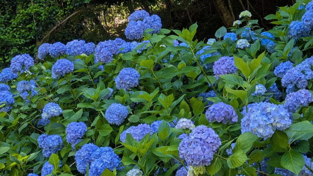 神戸市立森林植物園 あじさい坂