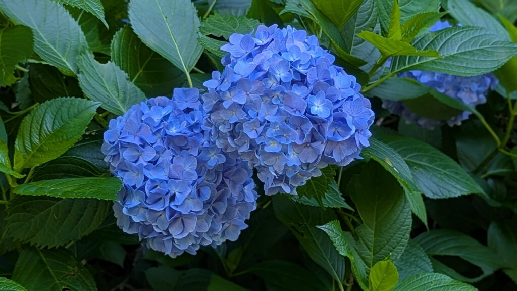 神戸市立森林植物園 あじさい坂