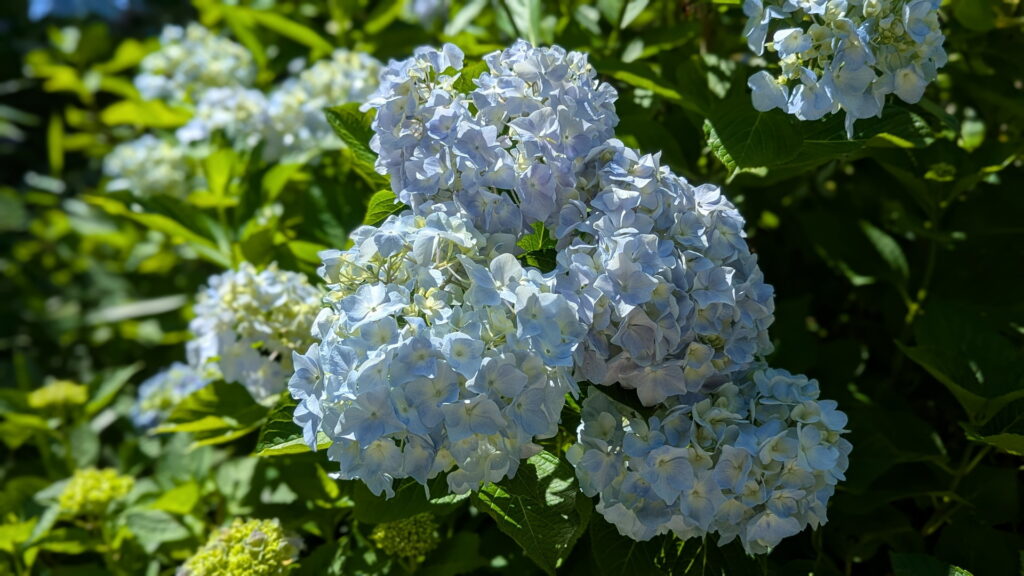 神戸市立森林植物園 あじさい坂