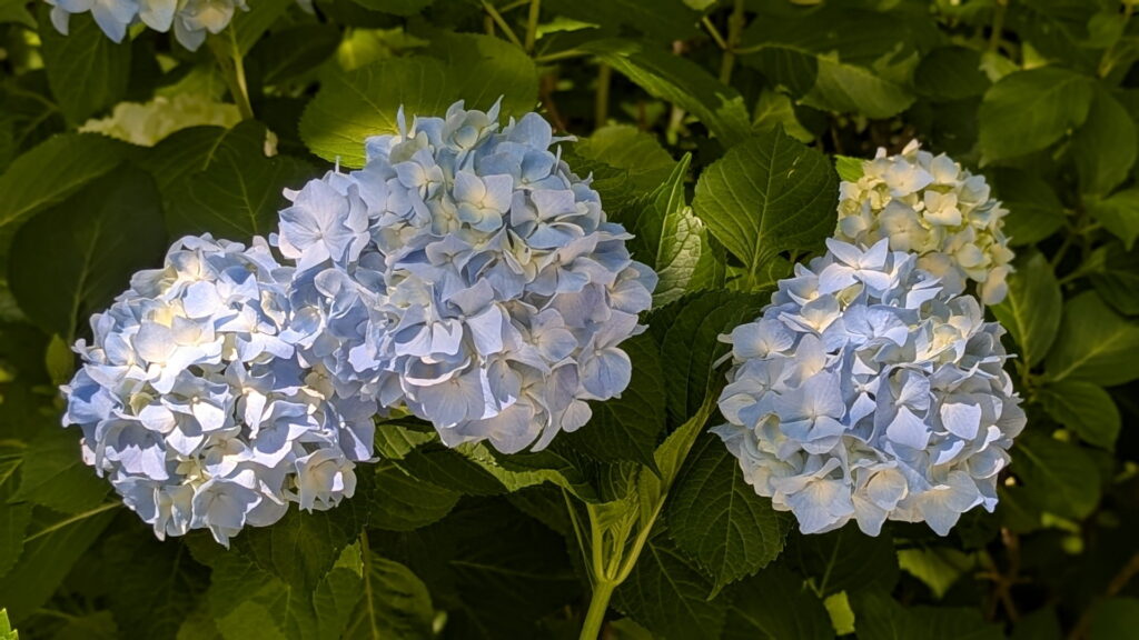 神戸市立森林植物園 あじさい坂