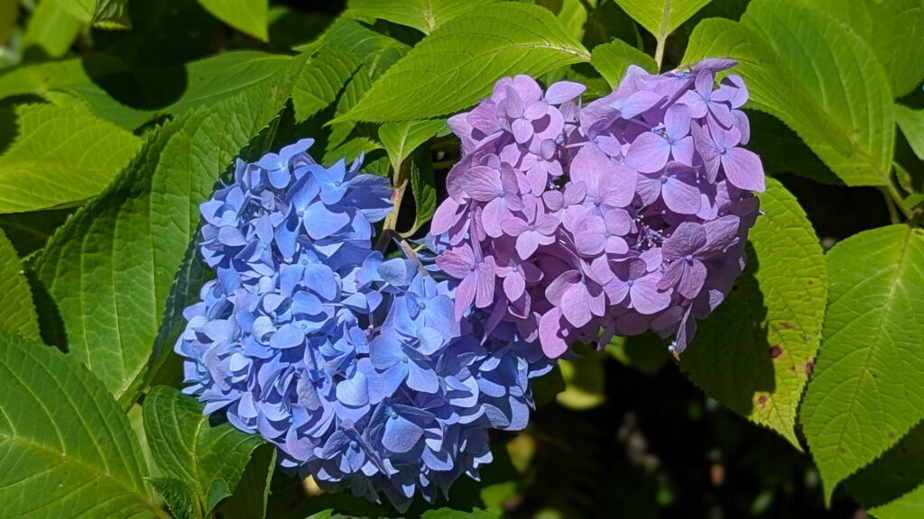 神戸市立森林植物園 あじさい坂