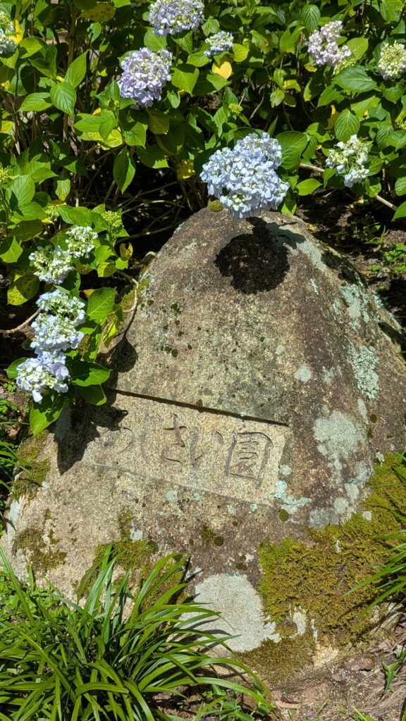 神戸市立森林植物園 あじさい園