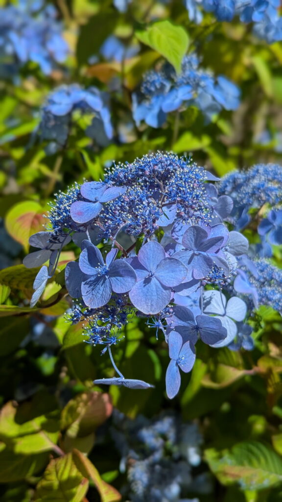 神戸市立森林植物園 あじさい園