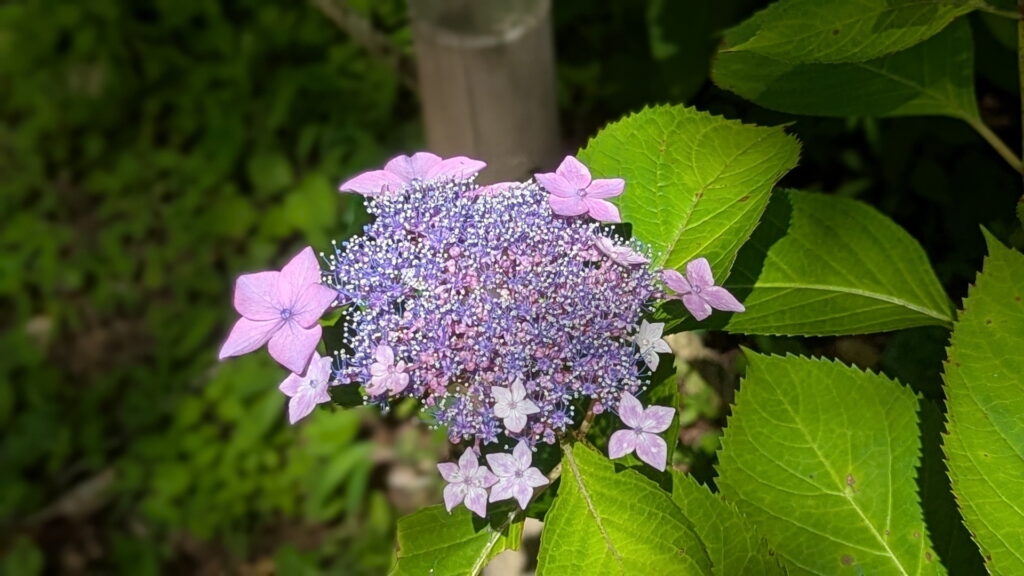 神戸市立森林植物園 あじさい園