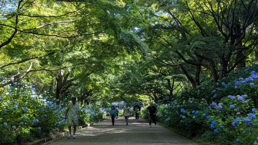 神戸市立森林植物園 あじさい坂