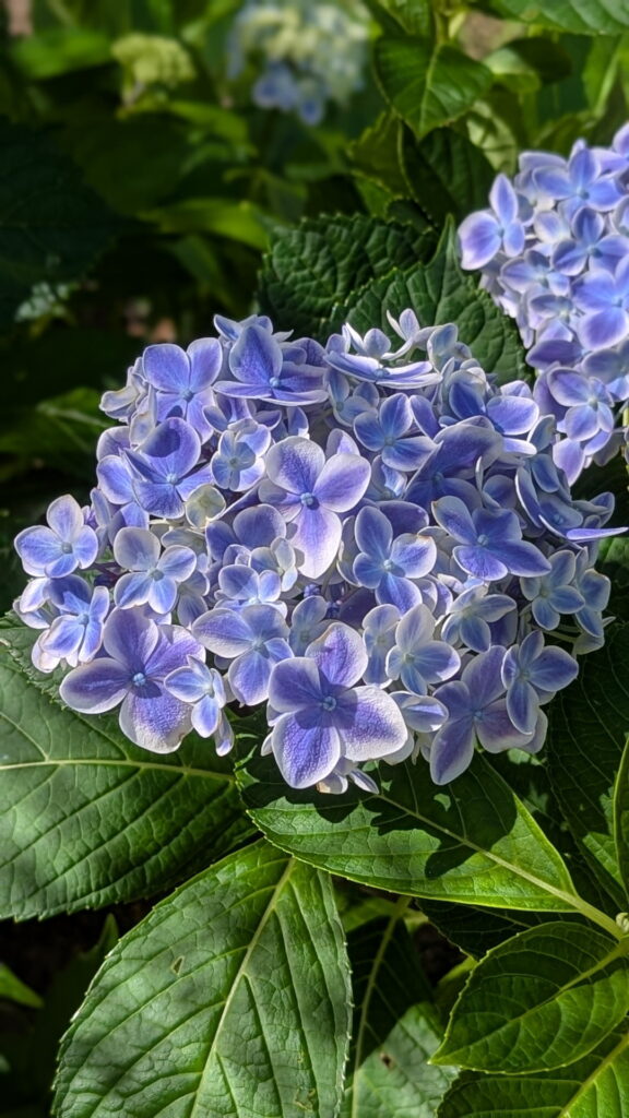 神戸市立森林植物園 北苗畑