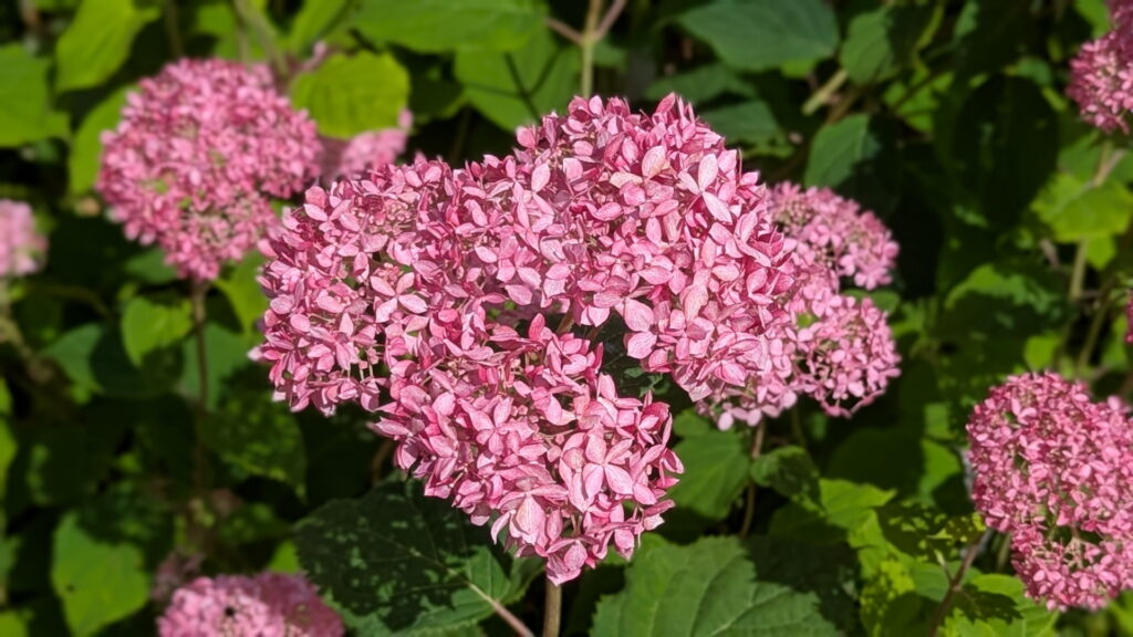 神戸市立森林植物園 北苗畑