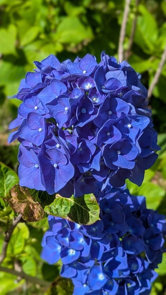 神戸市立森林植物園 北苗畑