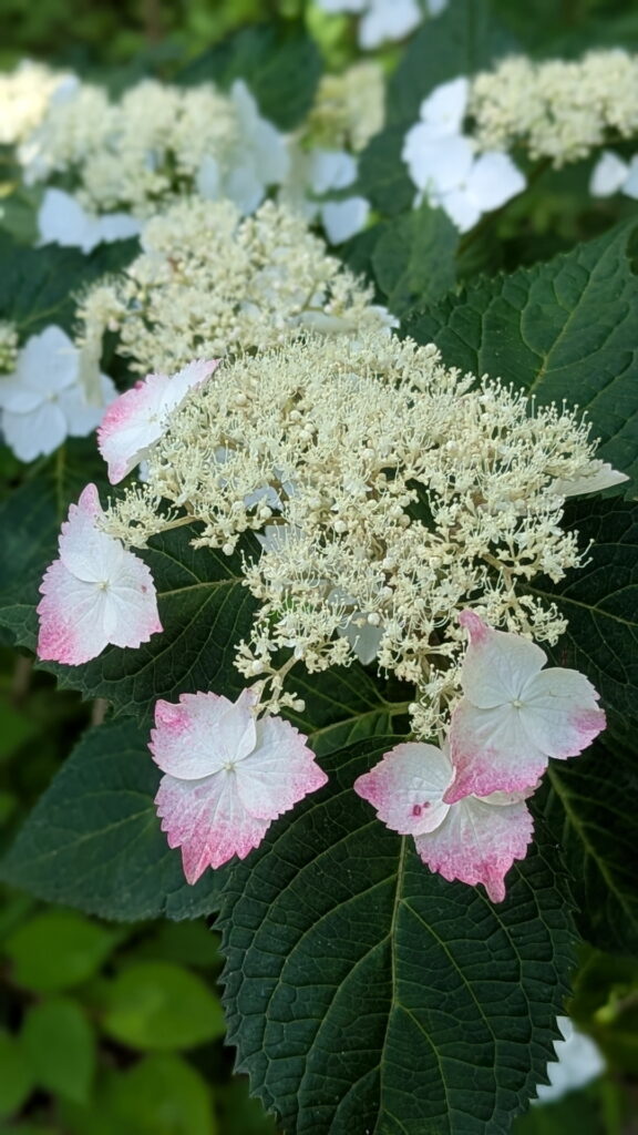 神戸市立森林植物園 北苗畑