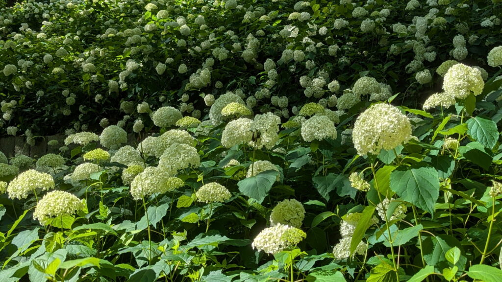 神戸市立森林植物園 アナベルの丘