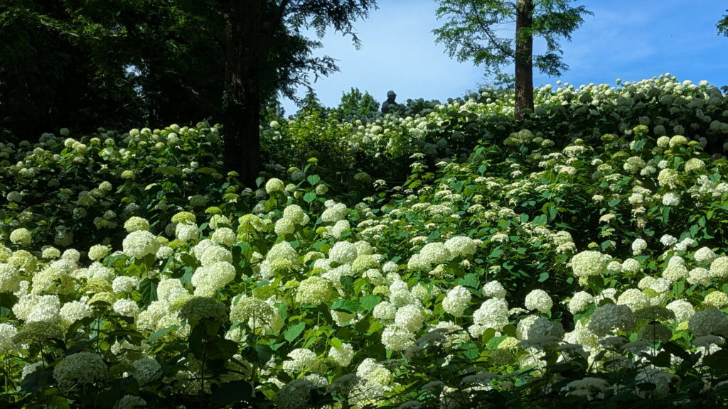 神戸市立森林植物園 アナベルの丘