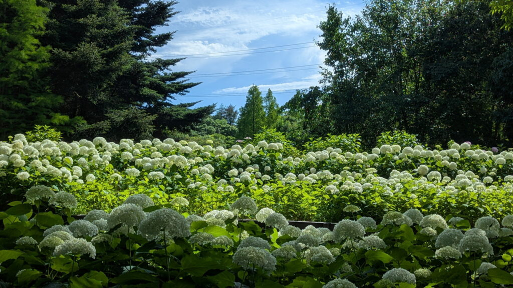 神戸市立森林植物園 アナベルの丘
