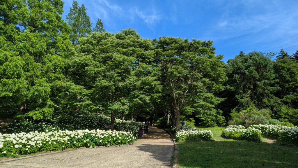神戸市立森林植物園 アナベルの丘