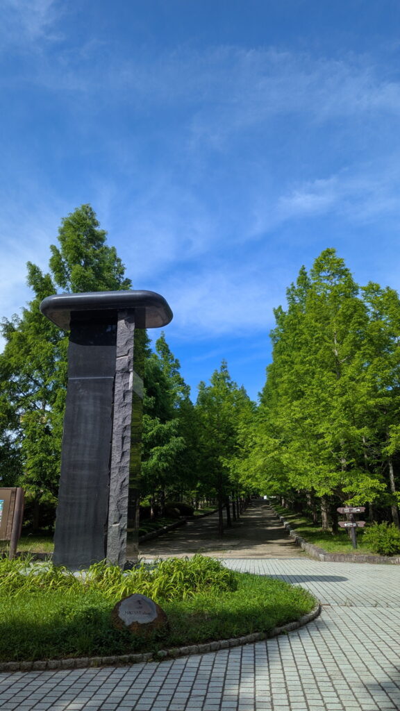 神戸市立森林植物園 メタセコイア並木