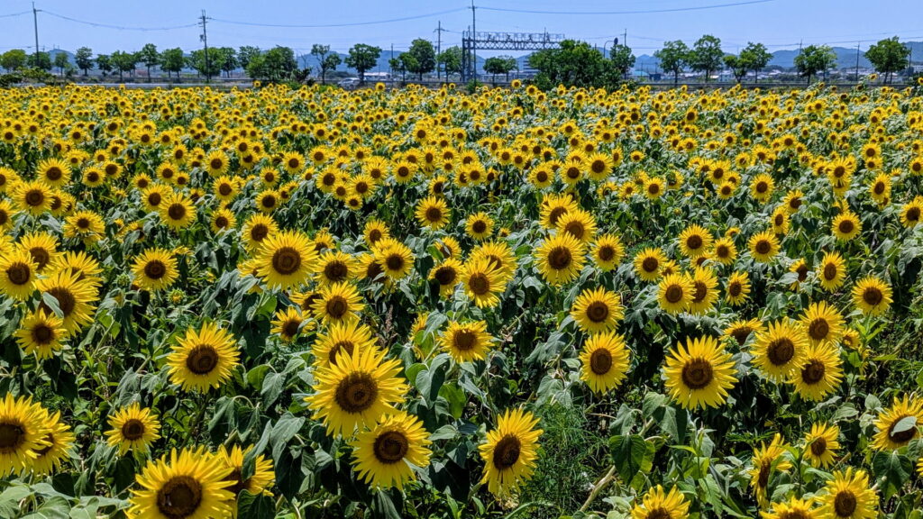 ひまわりの丘公園