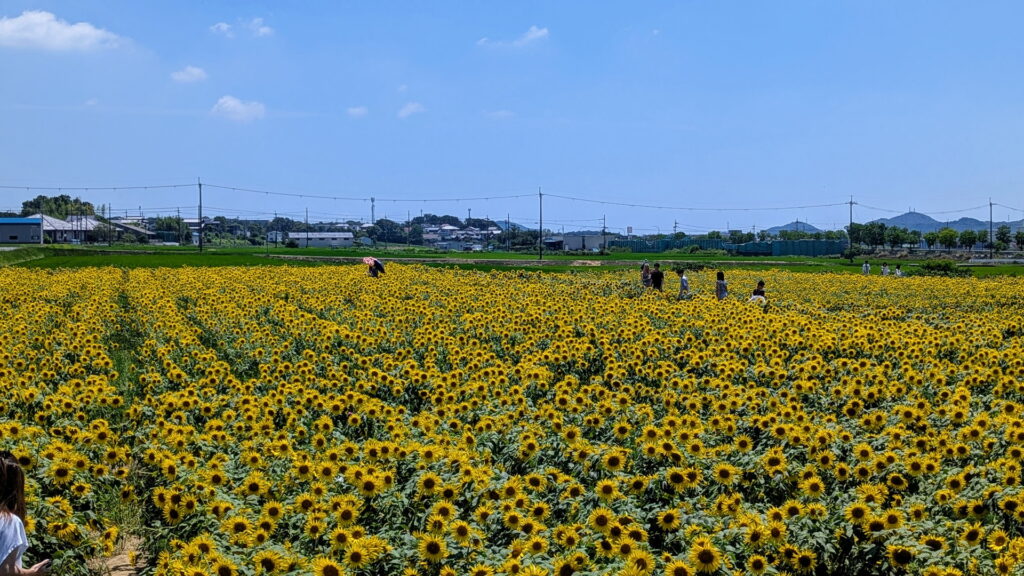ひまわりの丘公園
