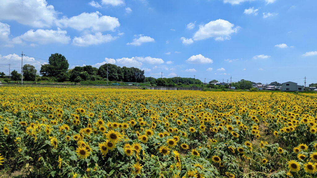 ひまわりの丘公園