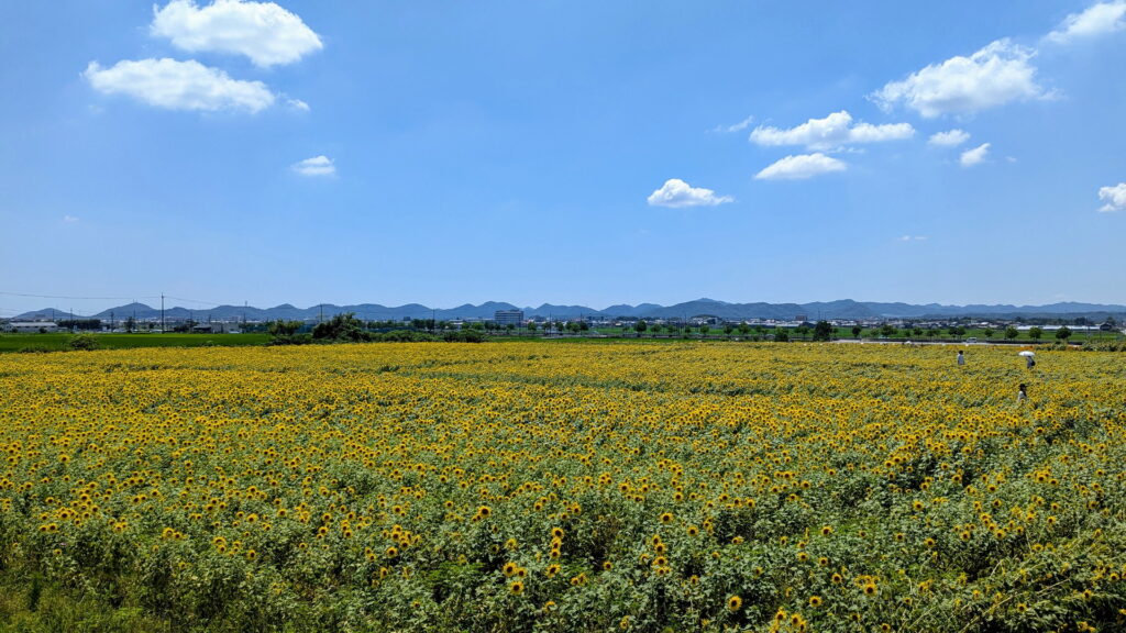 ひまわりの丘公園