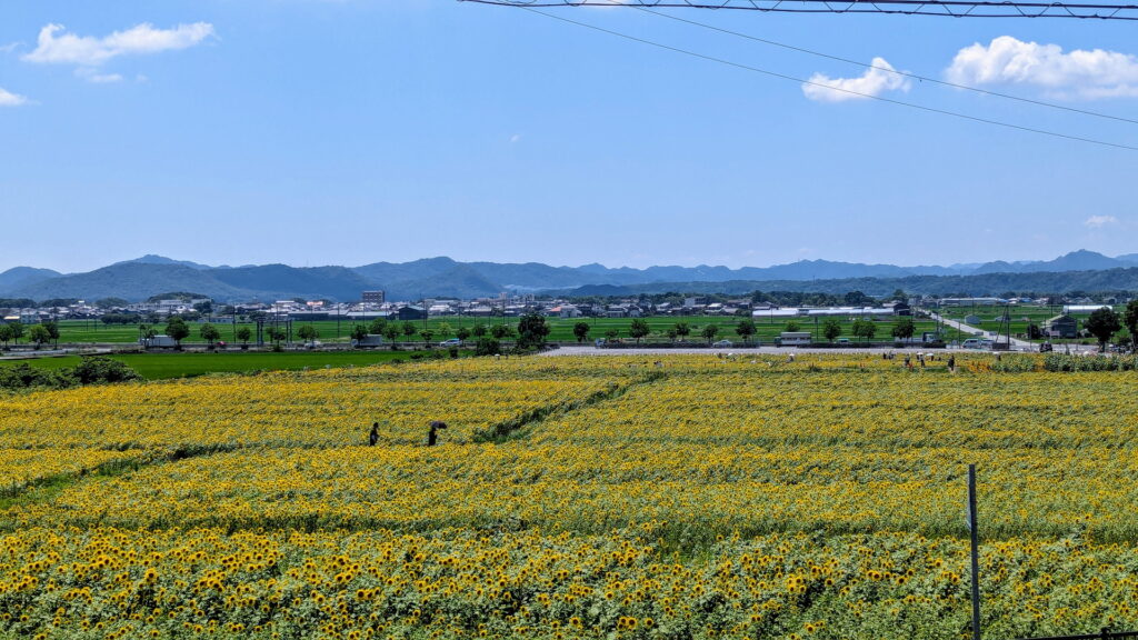 ひまわりの丘公園
