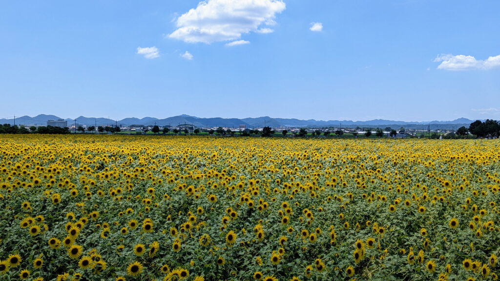 ひまわりの丘公園