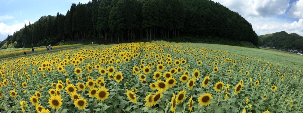 たんとうひまわりまつり