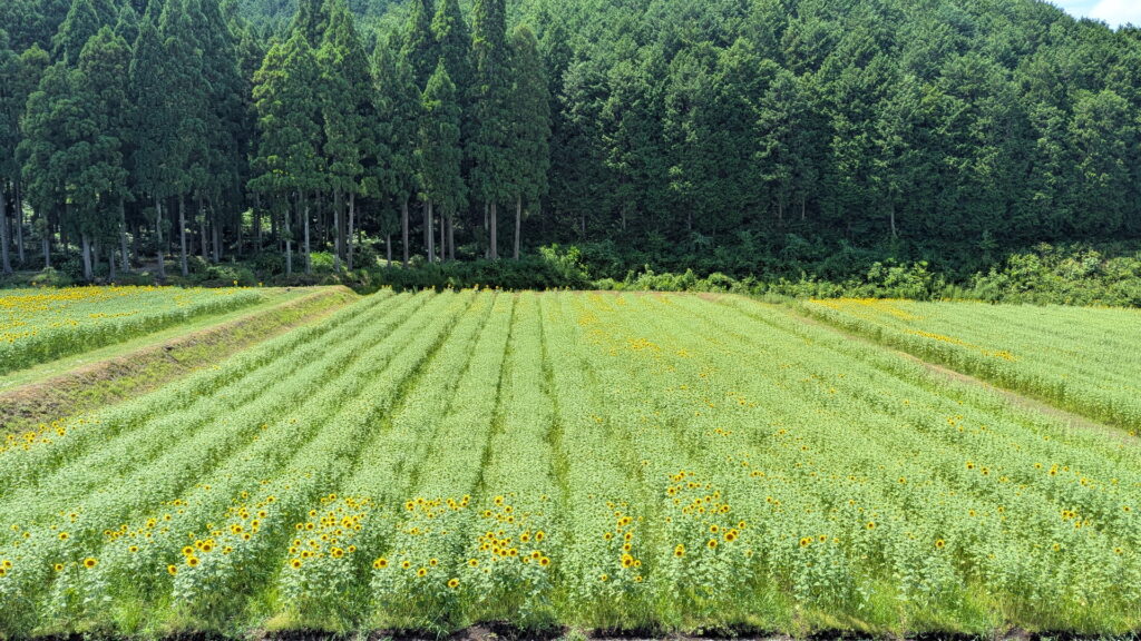 たんとうひまわりまつり