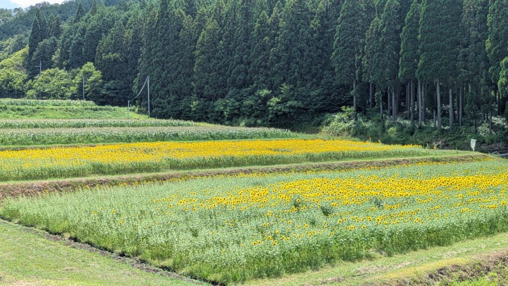 たんとうひまわりまつり