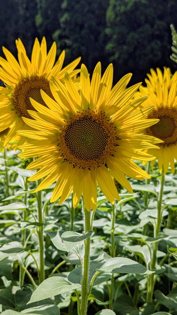 たんとうひまわりまつり
