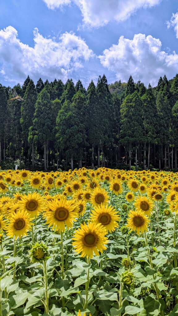 たんとうひまわりまつり