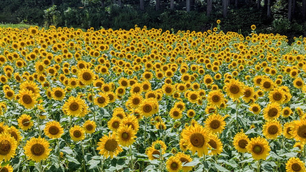 たんとうひまわりまつり
