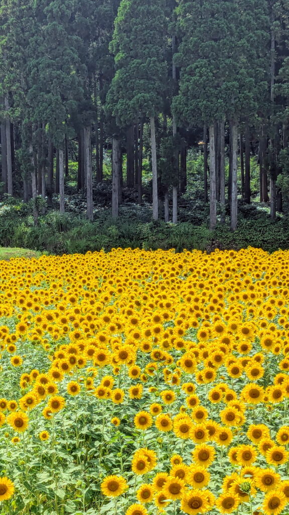 たんとうひまわりまつり