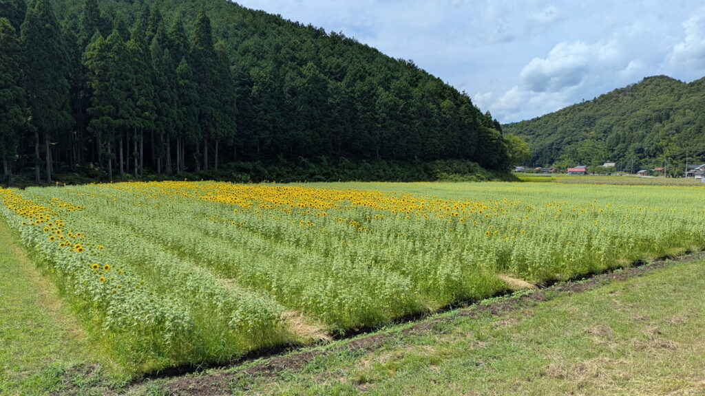 たんとうひまわりまつり