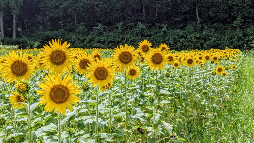 たんとうひまわりまつり