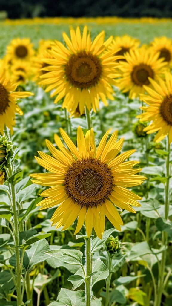 たんとうひまわりまつり