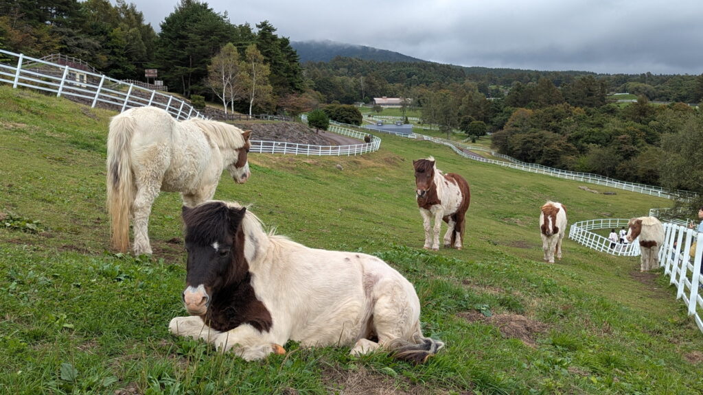 山梨県立 まきば公園