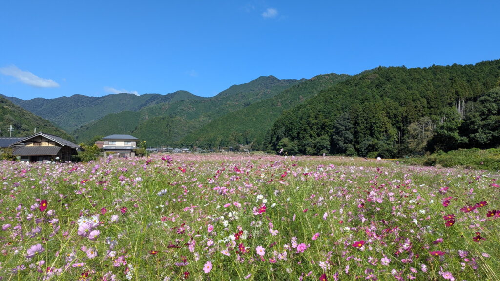 清住コスモス園