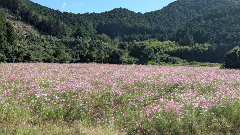 清住コスモス園