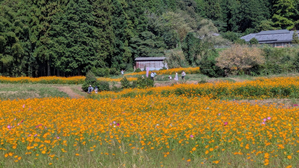 清住コスモス園