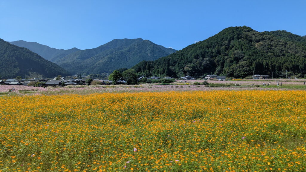 清住コスモス園