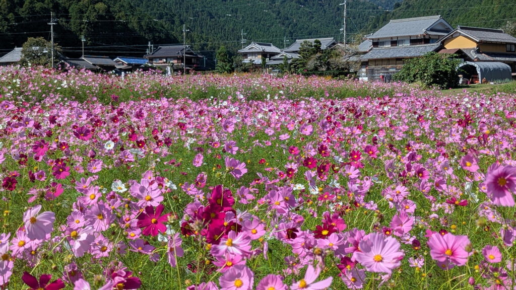清住コスモス園