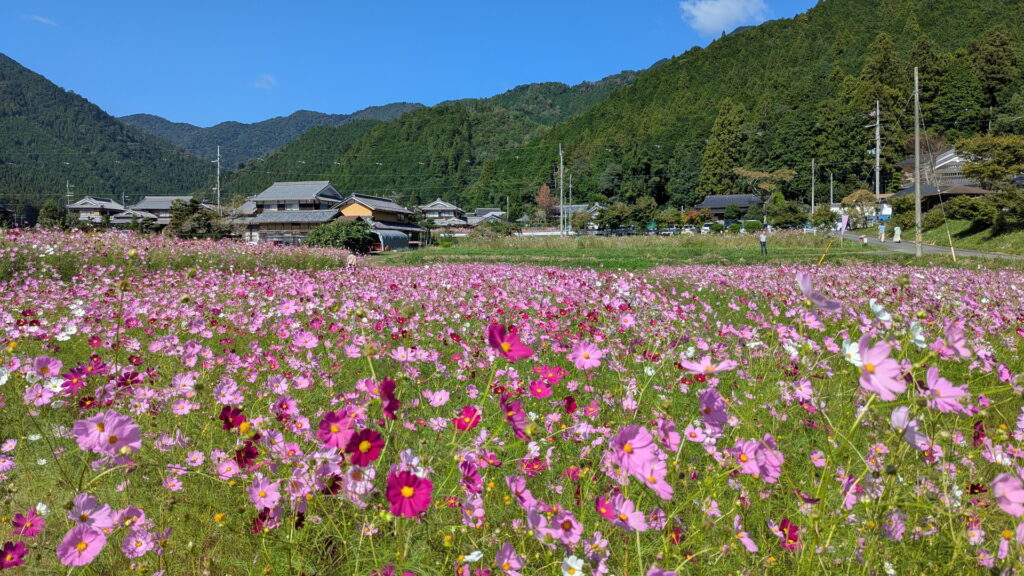 清住コスモス園