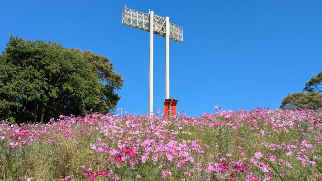 神戸総合運動公園　コスモスの丘
