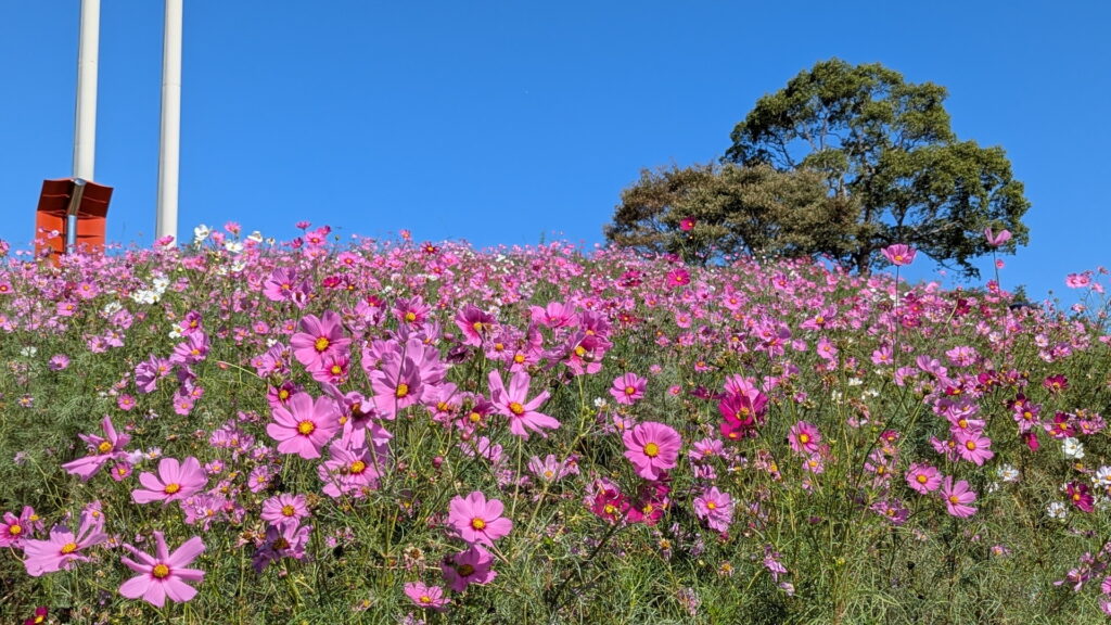 神戸総合運動公園　コスモスの丘