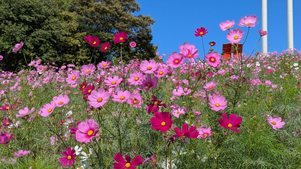 神戸総合運動公園　コスモスの丘