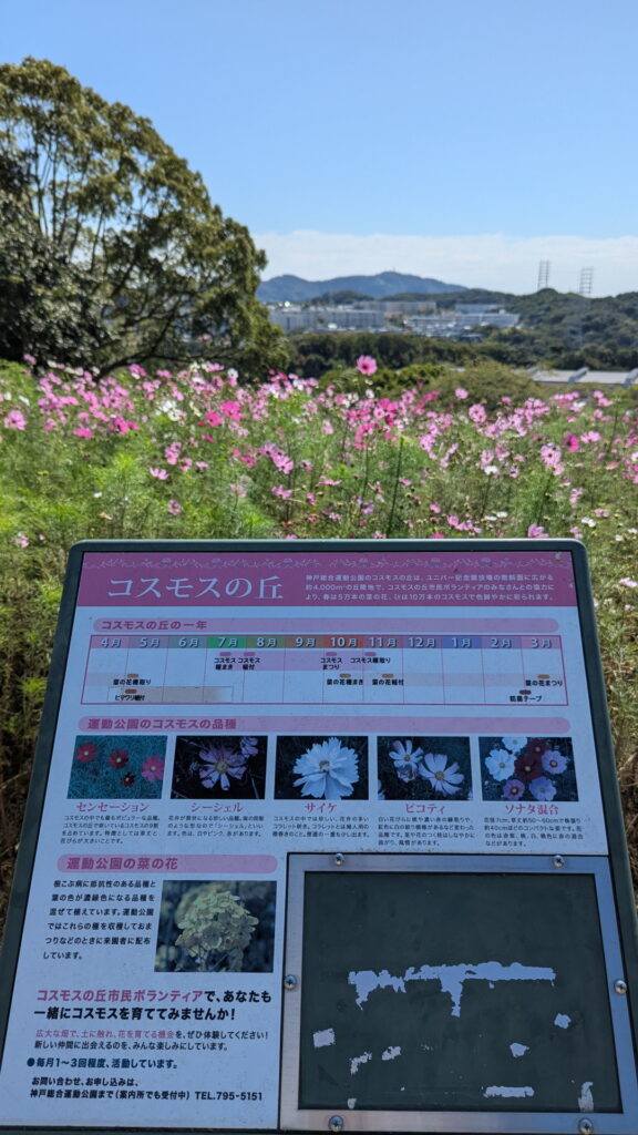 神戸総合運動公園　コスモスの丘