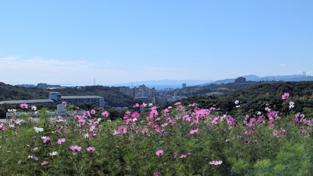 神戸総合運動公園　コスモスの丘